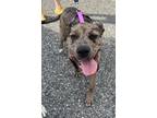 Adopt Rhetta a Catahoula Leopard Dog / Mixed dog in Parker Ford, PA (40813047)