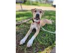 Adopt Kara a Collie / Mixed dog in New Orleans, LA (41468720)