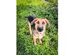 Adopt Huey a Collie / Mixed dog in New Orleans, LA (41227528)