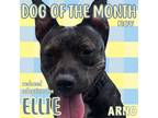 Adopt Ellie a Plott Hound / Terrier (Unknown Type, Small) / Mixed dog in New