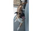 Adopt Chaos a Tan/Yellow/Fawn - with Black Black Mouth Cur / Mixed dog in