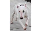 Adopt Jadis a White Bull Terrier / Mixed dog in Knoxville, IA (41180184)