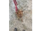 Adopt Fozzy a Brown/Chocolate Mutt / Mixed dog in Sylvania, GA (41469812)