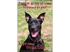 Adopt Cooper a Black Labrador Retriever / Mixed dog in Shippenville