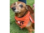 Adopt Willow Mina a Brown/Chocolate - with White Dachshund / Mixed dog in