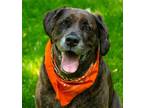 Adopt Betsee a Brindle Plott Hound / Great Dane / Mixed dog in Alpharetta
