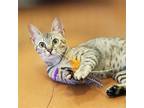 Adopt Baby a Brown Tabby Domestic Shorthair / Mixed (short coat) cat in