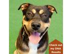 Adopt Charlie a Rottweiler / Shepherd (Unknown Type) / Mixed dog in Burlingame