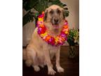 Adopt Hercules a Tan/Yellow/Fawn Anatolian Shepherd / Mixed dog in Houston
