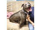 Adopt Foxx a Gray/Blue/Silver/Salt & Pepper Weimaraner / Terrier (Unknown Type