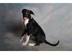 Adopt Scarface a Black - with White Great Dane / Mixed dog in Spring