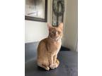 Adopt Sophie a Orange or Red Tabby Tabby (short coat) cat in Abrams