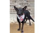 Adopt La a Black Labrador Retriever / German Shepherd Dog / Mixed dog in Dalton