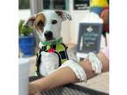 Adopt Ottawa a White - with Brown or Chocolate Labrador Retriever / Jack Russell