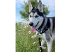 Adopt Taz a Siberian Husky / Mixed dog in Sheboygan, WI (41443175)