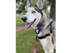 Adopt Miss Trixie a Siberian Husky / Mixed dog in Sheboygan, WI (41443174)
