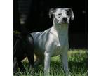 Adopt Robin (NY-Shari) a Pointer / Labrador Retriever / Mixed dog in Sherburne