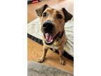 Adopt Cooper (NY-Kara) *SPONSORED ADOPTION FEE* a Labrador Retriever / Mixed dog