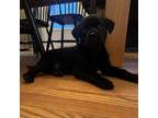 Adopt RC a Black Patterdale Terrier (Fell Terrier) / Mixed dog in Sunderland