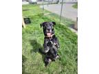 Adopt Ford a Mixed Breed (Large) / Mixed dog in Spokane Valley, WA (41469687)