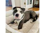 Adopt Dandy a White American Pit Bull Terrier / Mixed dog in Oakland