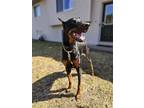 Adopt Odin a Black - with Tan, Yellow or Fawn Doberman Pinscher / Mixed dog in