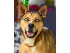 Adopt Alexander a Husky / Mixed dog in Charlotte, NC (40868467)
