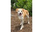 Adopt Isla a Tan/Yellow/Fawn - with White Beagle / Mixed dog in Charlotte