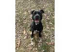 Adopt Stephanie a Pit Bull Terrier / Mixed dog in Kalamazoo, MI (41420534)