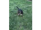 Adopt George a Brindle - with White Mountain Cur / American Pit Bull Terrier /