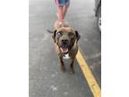 Adopt Zainab a Black Staffordshire Bull Terrier / Mountain Cur / Mixed dog in