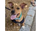Adopt Marvel a Red/Golden/Orange/Chestnut - with Black Retriever (Unknown Type)