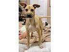 Adopt Pong Lonestar a Tan/Yellow/Fawn Black Mouth Cur / Labrador Retriever /