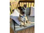 Adopt Milo Lizman a Brindle Mountain Cur / Mixed dog in Rockaway, NJ (40625175)