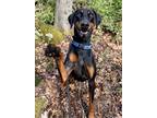 Adopt Diesel the Doberman Louisiana a Doberman Pinscher / Mixed dog in Rockaway
