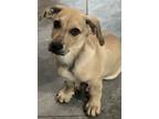 Adopt Ryder Lowrider Lonestar a Tan/Yellow/Fawn Black Mouth Cur / Dachshund /