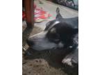 Adopt Miley a Black - with White Husky / Mixed dog in Ware, MA (41469638)