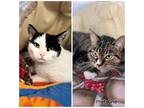 Adopt Binx and Charlene a Domestic Shorthair / Mixed cat in Kalamazoo