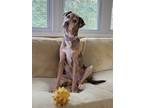 Adopt Marie a Catahoula Leopard Dog / Mixed dog in Decatur, GA (40290774)