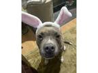 Adopt Nova a Pit Bull Terrier / Mixed dog in Kalamazoo, MI (40055925)