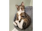 Adopt Whitney a American Bobtail / Mixed cat in Kalamazoo, MI (40774840)
