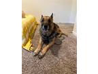 Adopt Sawyer 3112 a Black - with White German Shepherd Dog / Mixed dog in