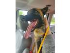 Adopt Schon 3132 a Brown/Chocolate Belgian Malinois / Mixed dog in STEPHENS
