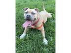 Adopt Jenny a Pit Bull Terrier / Mixed dog in Kalamazoo, MI (40764410)