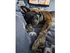 Adopt Tigger 3092 a Brown/Chocolate Australian Cattle Dog / Mixed dog in
