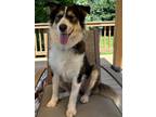 Adopt Onyx 3095 a Black - with White Border Collie / Mixed dog in STEPHENS CITY