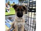 Adopt Kai a Brown/Chocolate - with Black Shepherd (Unknown Type) / Mixed dog in