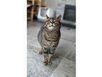 Adopt Sophia a Domestic Shorthair / Mixed cat in Kalamazoo, MI (41362775)