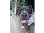 Adopt Pattie a Gray/Blue/Silver/Salt & Pepper American Pit Bull Terrier / Mixed