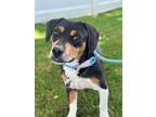 Adopt Petunia a Tricolor (Tan/Brown & Black & White) Dachshund dog in Berkeley